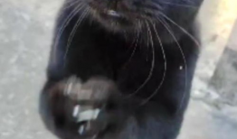 黑猫视频,揭秘网络世界的神秘面纱